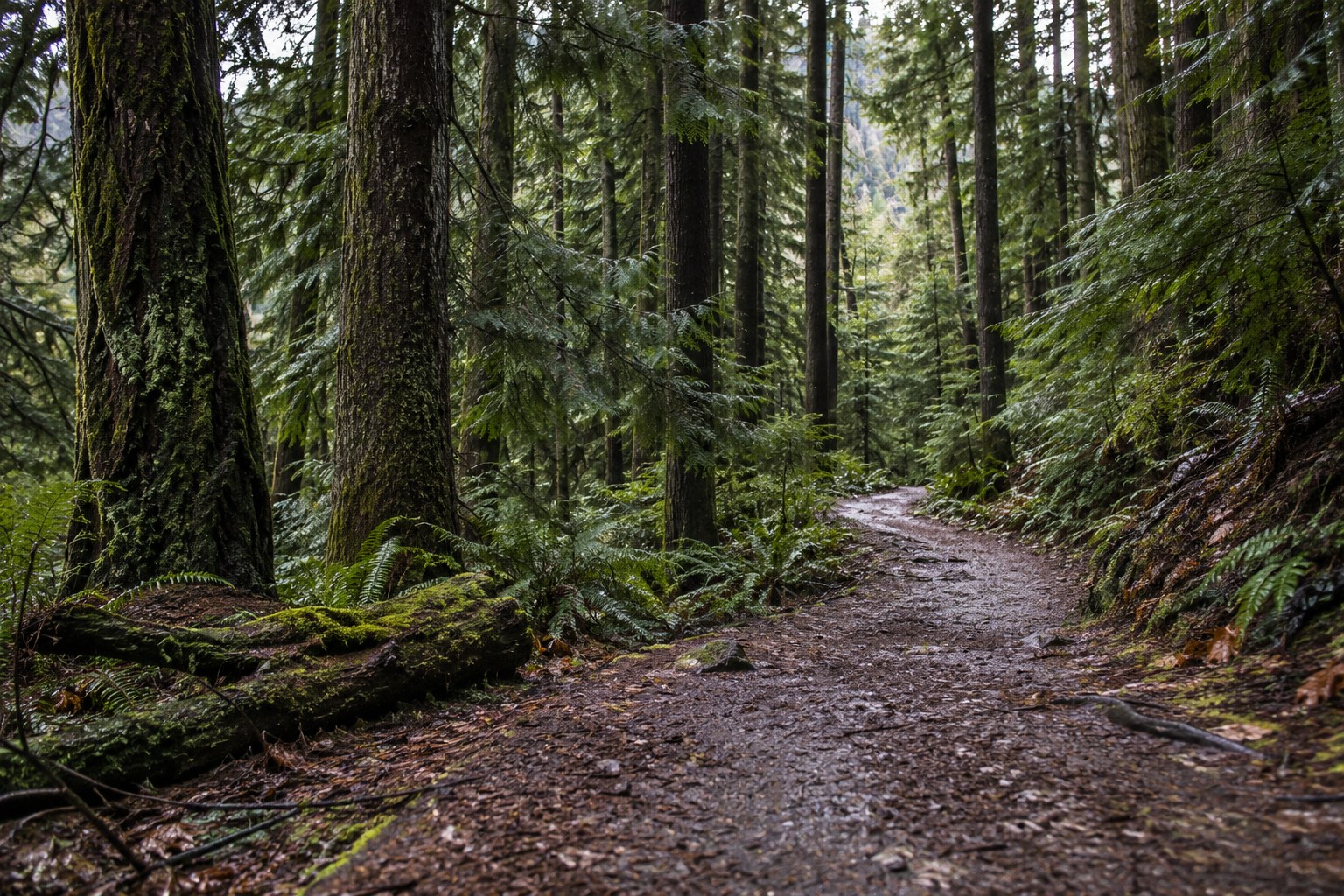A quiet woodland path through fir trees after rain